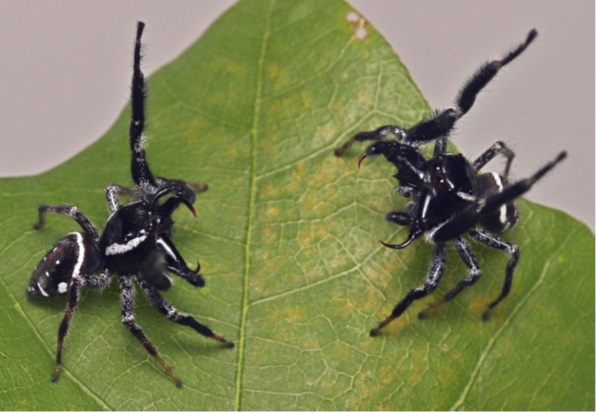 Foto 1 - Dois machos de aranhas papa-moscas da espécie Paraphidippus aurantius duelando - Foto: Hill et al., 2021
