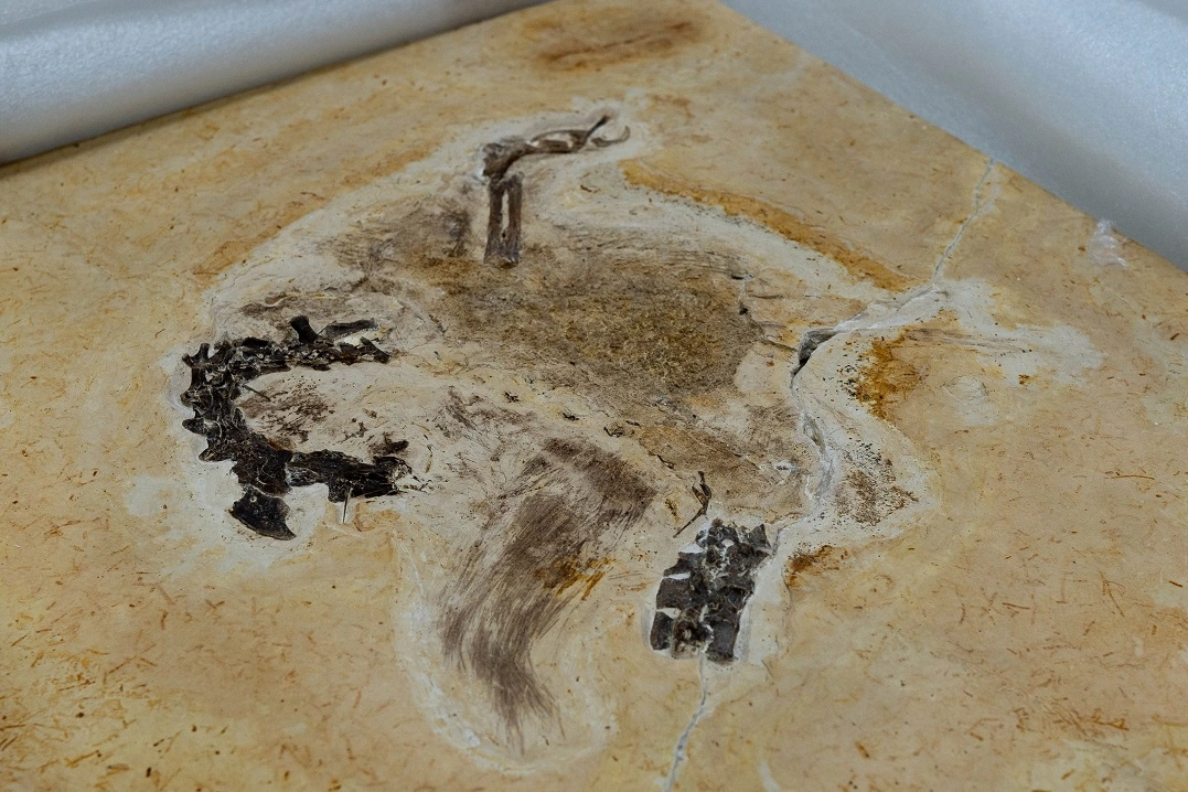 FAUNA NEWS - Repatriação do fóssil do dinossauro Ubirajara