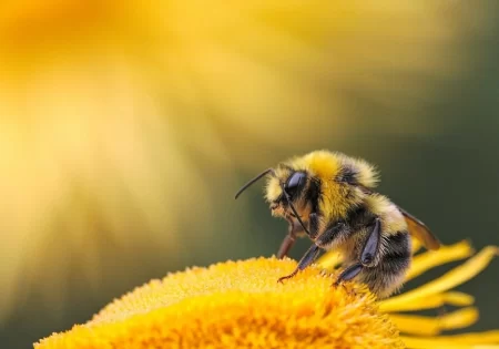 FAUNA NEWS - Chegada das abelhas europeias podem criar dificuldades adaptativas às espécies de abelhas nativas