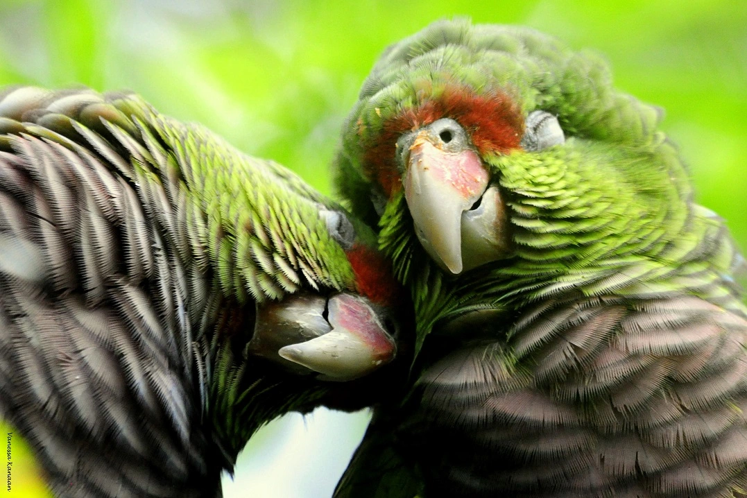 FAUNA NEWS - papagaios em reabilitação para solturas.