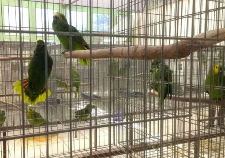 FAUNA NEWS - papagaios presos em gaiolas de criadouro comercial