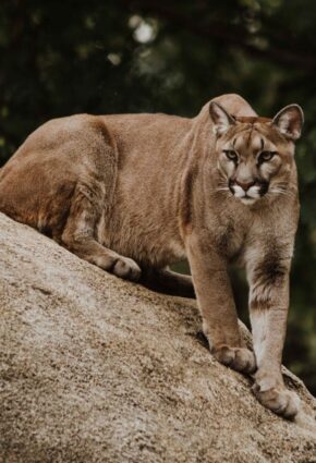 priscilla-du-preez-6bZQonml5do-unsplash