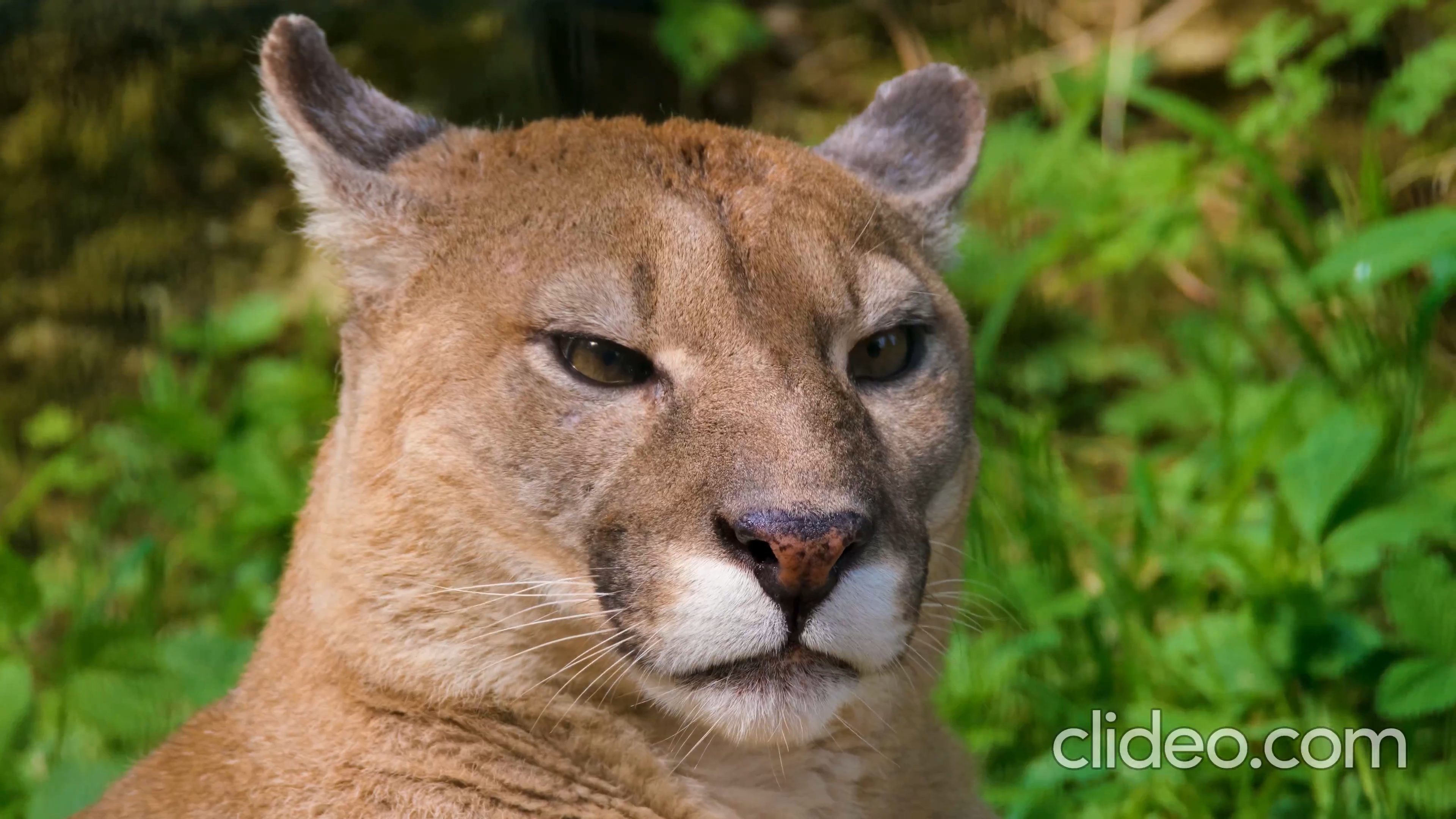 Cinco curiosidades sobre a onça-parda - Fauna News