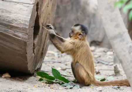 FAUNA NEWS - Uso de ferramentas por macacos-prego
