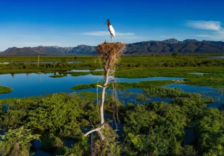 Fauna News - Evento discute conservação e desenvolvimento sustentável do Pantanal.