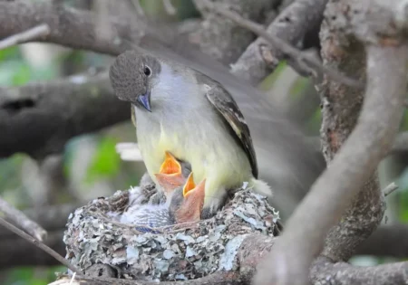 FAUNA NEWS - Dicas para observar aves por conta própria.