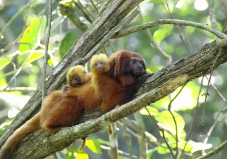 FAUNA NEWS - População de mico-leão-dourado cresce em 10 anos.