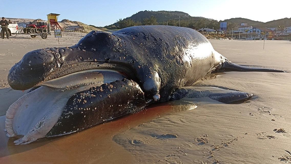 FAUNA NEWS - Filhote de baleia-franca encontrado morto em praia de Florianópolis (SC);