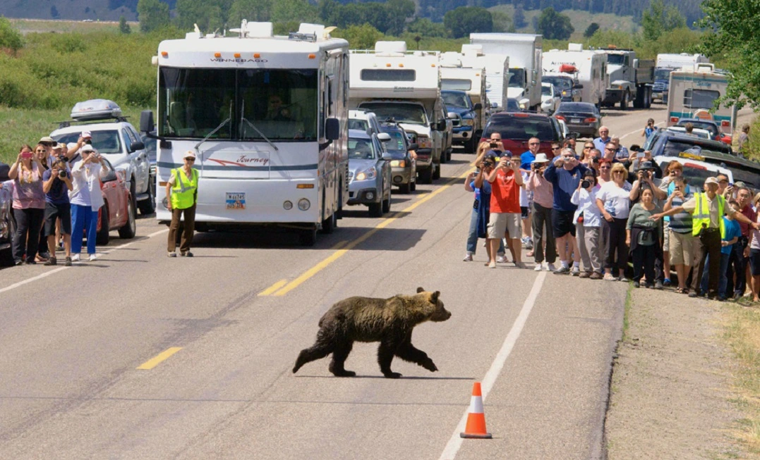FAUNA NEWS - O problema dos congestionamentos de ursos.