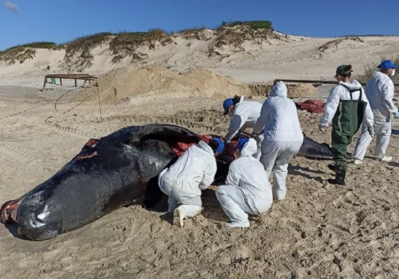 FAUNA NEWS - Filhote de baleia-franca foi atropelado por embarcação.