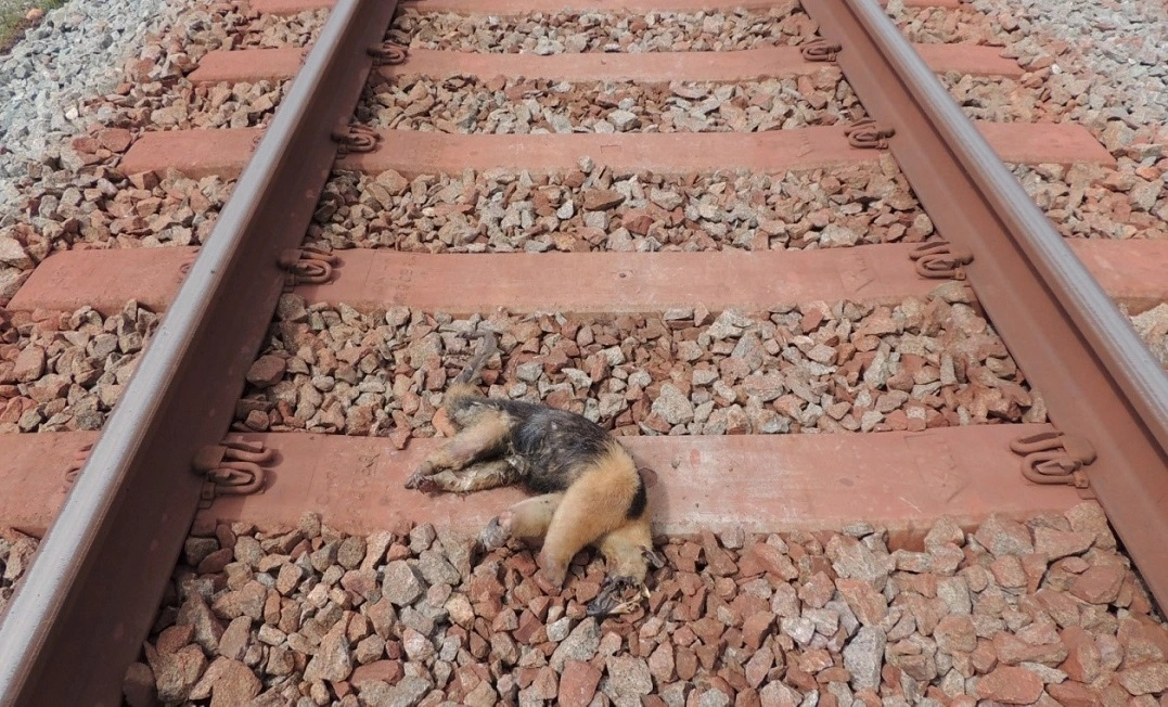 FAUNA NEWS -Onde morrem mais animais silvestres: rodovias ou ferrovias?