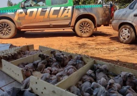 FAUNA NEWS - Primeiras apreensões de filhotes de papagaios e araras da temporada de tráfico.