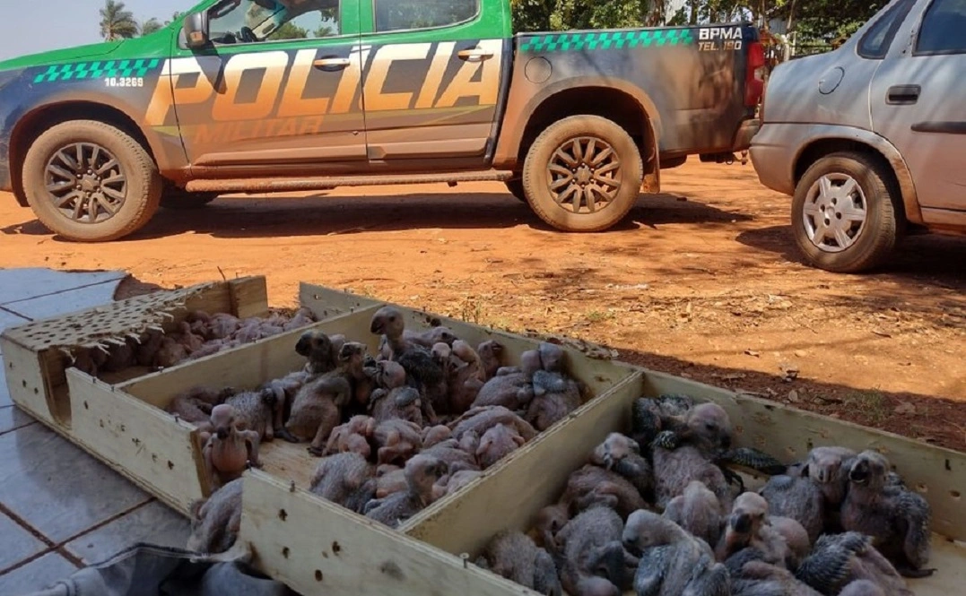 FAUNA NEWS - Primeiras apreensões de filhotes de papagaios e araras da temporada de tráfico.