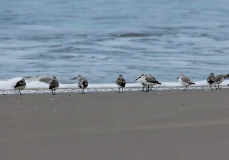 Aves migratórias na beira do mar