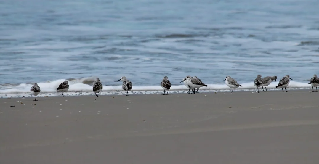 Aves migratórias na beira do mar