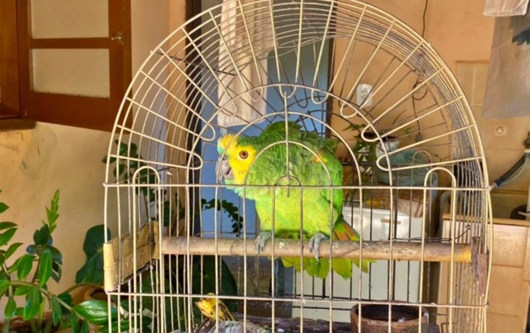 FAUNA NEWS - Discutindo “laços afetivos” na devolução de papagaios ilegais apreendidos.