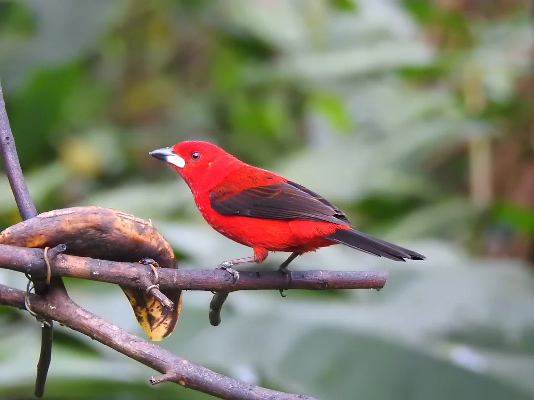 FAUNA NEWS - Aves comuns, mas que só existem no Brasil.