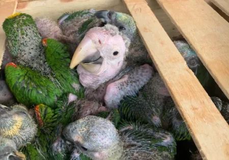 FAUNA NEWS - Dupla é presa com 206 filhotes de papagaios em Mato Grosso do Sul