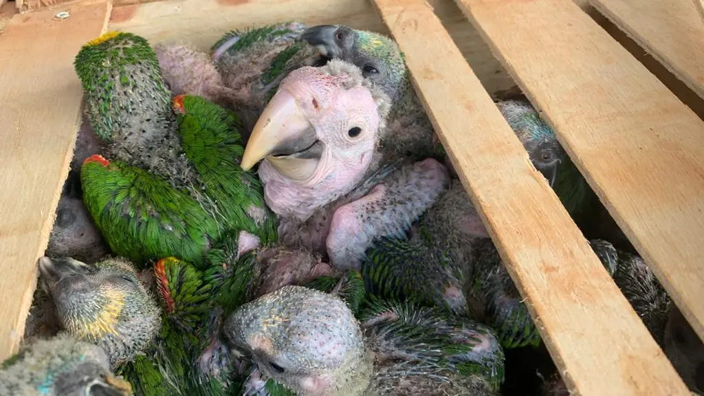 FAUNA NEWS - Dupla é presa com 206 filhotes de papagaios em Mato Grosso do Sul