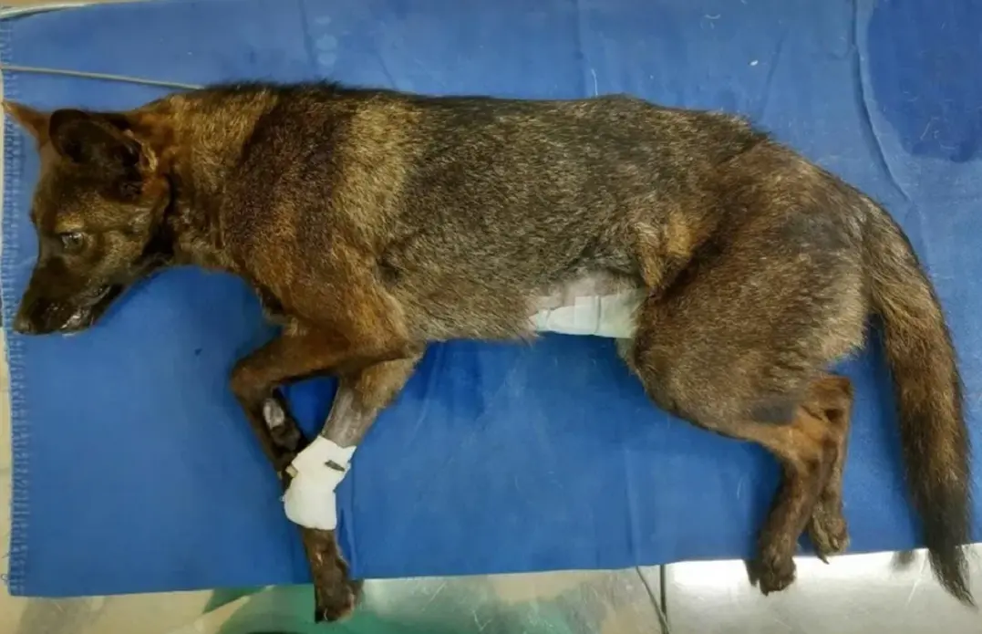 FAUNA NEWS - Animais atropelados fornecem informações para a Ciência.