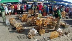 Fauna News