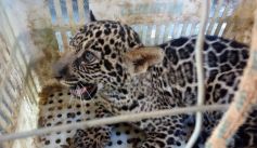 Fauna News