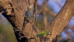 Fauna News