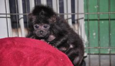 Fauna News