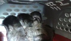 Fauna News