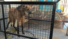 Fauna News