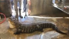 Fauna News