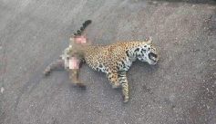 Fauna News