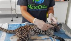 Fauna News