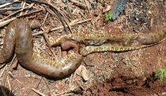Fauna News