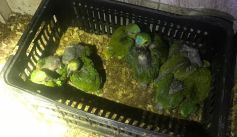 Fauna News