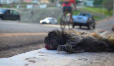 Fauna News