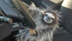 Fauna News