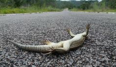 Fauna News