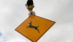 Fauna News