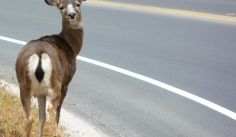 Fauna News