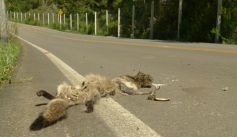 Fauna News