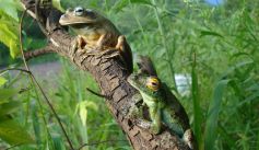 Fauna News