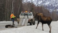 Fauna News