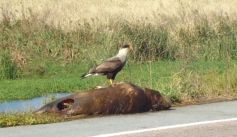 Fauna News