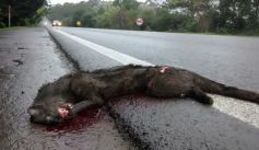 Fauna News