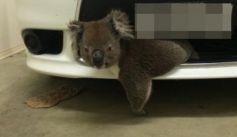 Fauna News