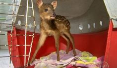 Fauna News