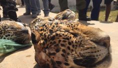 Fauna News