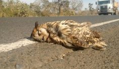 Fauna News