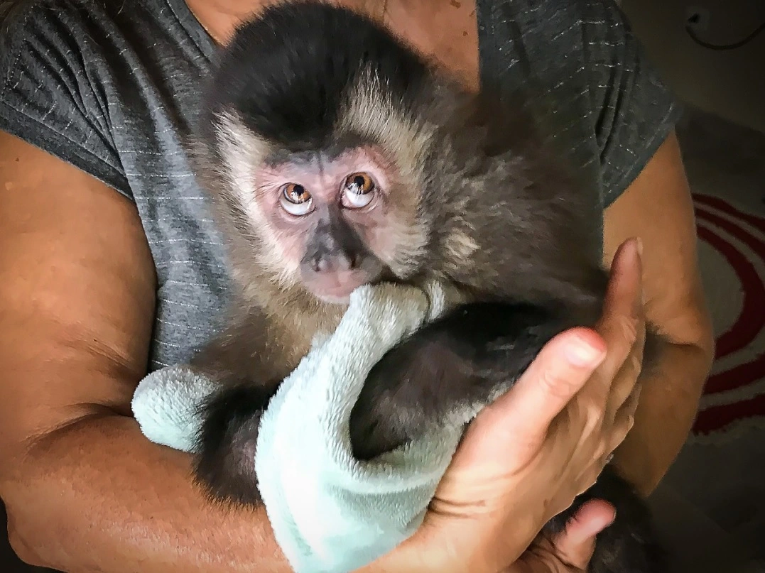 É permitido ter um macaco como animal de estimação?